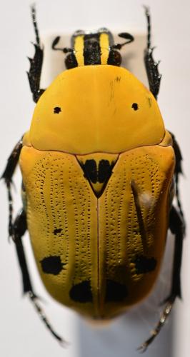 Euchroea auripigmenta